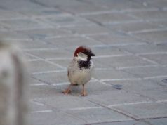 Los gorriones nos alegran y las palomas son un incordio: la UGR estudia cómo se perciben las aves urbanas
