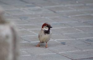 Los gorriones nos alegran y las palomas son un incordio: la UGR estudia cómo se perciben las aves urbanas