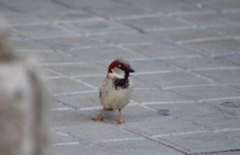 Los gorriones nos alegran y las palomas son un incordio: la UGR estudia cómo se perciben las aves urbanas