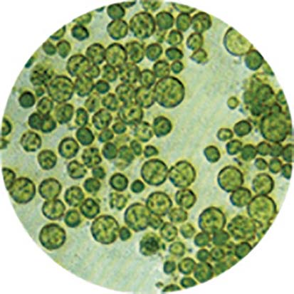Microalga clorela usada en el experimento. 