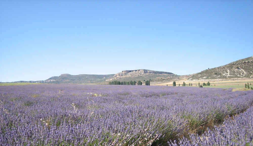 AlVelAl abre la III edición del Fondo Esencias para impulsar corredores de aromáticas en el Altiplano Estepario del Sureste de España