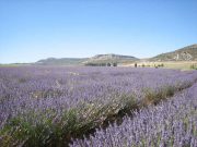 AlVelAl abre la III edición del Fondo Esencias para impulsar corredores de aromáticas en el Altiplano Estepario del Sureste de España