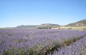 AlVelAl abre la III edición del Fondo Esencias para impulsar corredores de aromáticas en el Altiplano Estepario del Sureste de España