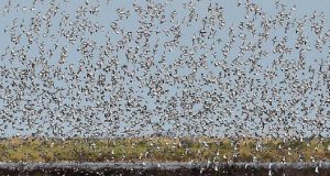 «Las aves migratorias dispersan superbacterias a nivel global y las llevan hasta la Antártida»