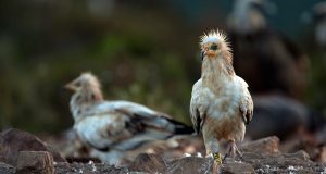 Andalucía se incorpora al programa europeo de cría del alimoche para evitar su extinción
