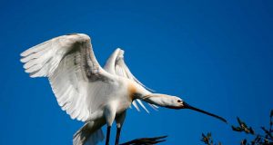 La UJA, punto de encuentro para expertos en anillamiento de aves