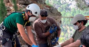 Los dos primeros quebrantahuesos del año vuelan por la Sierra de Castril