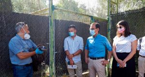Andalucía envía a Francia cinco buitres negros para culminar el proceso de su recuperación