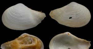 Identifican hasta 232 especies de moluscos en el Golfo de Cádiz