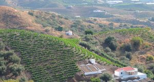 La FAO y la UMA analizarán la resiliencia de los cultivos de pasa en la Axarquía