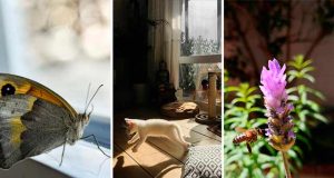 Cartier Bresson, de Viviana Winkler, ganadora del Premio de Fotografía Ambiental FGUMA