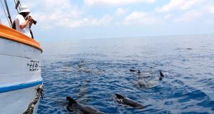 El IEO registra 561 avistamientos de cetáceos y tortugas marinas en su última campaña para estudiar estas especies en el Mediterráneo