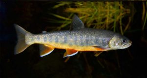 Un tercio de los parásitos del mundo corre peligro de extinción