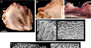 Las ostras producen en sus conchas materiales espumosos con una técnica parecida a la impresión 3D