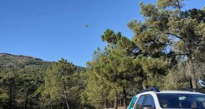 La Junta de Andalucía inicia los tratamientos aéreos contra la procesionaria del pino