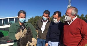 Liberado en Sierra Pelada un buitre negro joven alimentado en el CREA de Marismas del Odiel