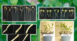 Desarrollan un sistema inteligente que controla el crecimiento vegetal ‘in vitro’