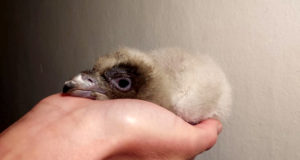 Récord mundial de nacimientos de quebrantahuesos en Andalucía