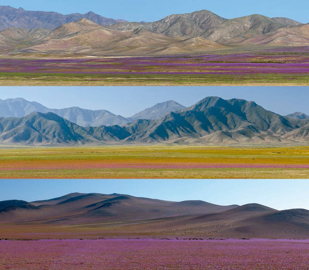 fácil de lastimarse trimestre Psiquiatría Las plantas sobreviven en el desierto de Atacama, el más hostil del planeta  - Nova Ciencia