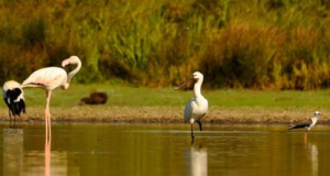 El aumento de la población de jabalíes amenaza la biodiversidad de las Tablas de Daimiel