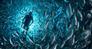 La spin-off de la UA Lucentia Lab está desarrollando el primer contador de peces para granjas marinas junto al grupo empresarial Derwent