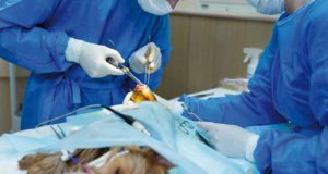 Oncología comparada: lo que se puede aprender del cáncer de mama de un perro