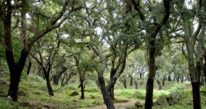Andalucía protege sus alcornocales frente a la lagarta peluda