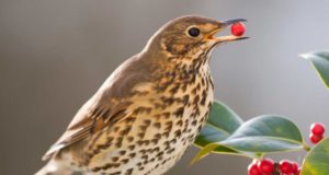 El 86% de las semillas de plantas son dispersadas por aves que migran hacia áreas cálidas