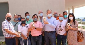 La UAL suelta en el campus pollos de lechuza común para reforzar las poblaciones de esta especie amenazada