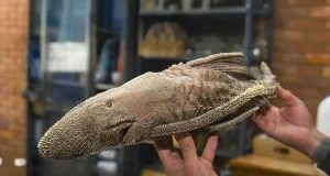 La Colección de Peces de la UNAL de Colombia consegue reunir cien mil ejemplares de agua marina y salada durante setenta años