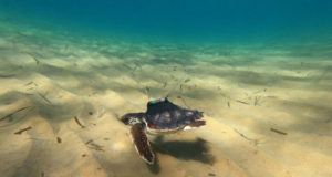 Argonauta, la tortuga que nació en Murcia y que ahora surca el Mediterráneo