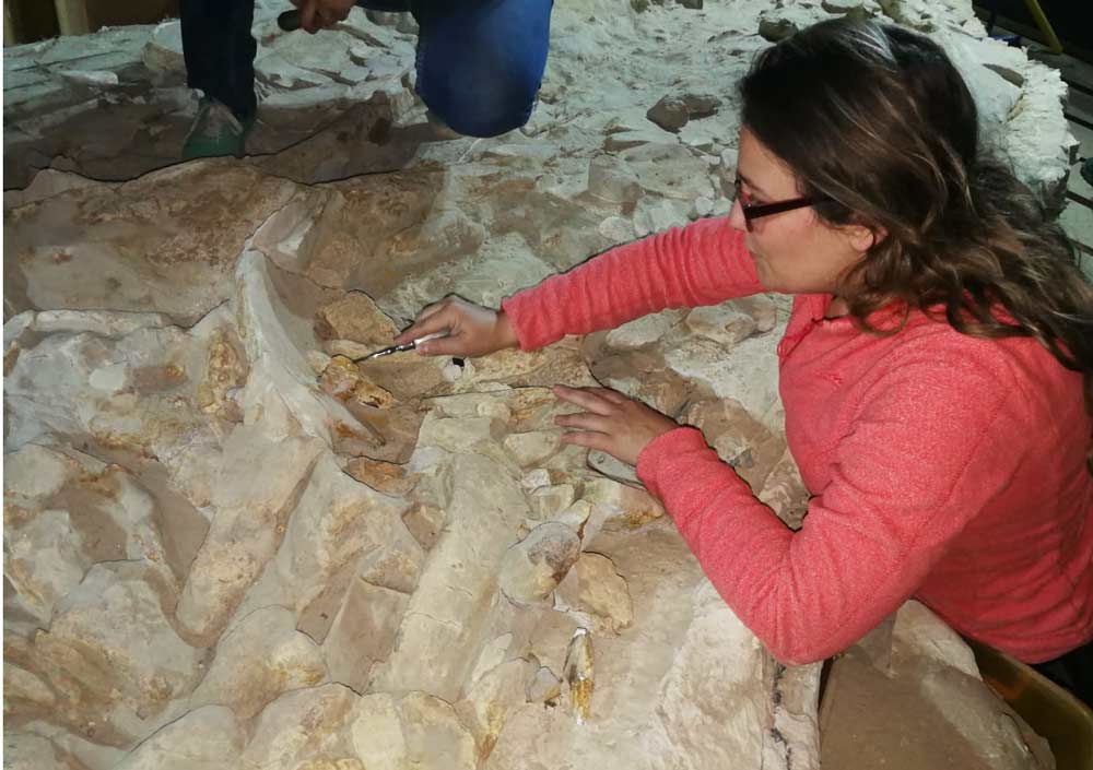 Investigadora chilena observa unos fósiles de dinosaurios. 