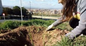 La UGR planta árboles en el Campus de Cartuja para compensar la huella de carbono