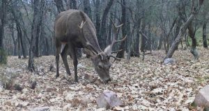 El IREC de la UCLM coordina el nuevo Observatorio Europeo de Fauna Silvestre