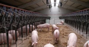 La solución al problema de los purines de cerdos está en la economía circular