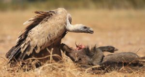 Más de 400 profesionales participan en las jornadas sobre zoonosis emergentes del IREC de la UCLM