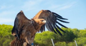 Andalucía se posiciona como territorio clave en la recuperación del águila imperial ibérica