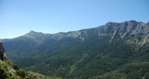Los pinsapos de la Serranía de Ronda escalan a terrenos más altos huyendo del calentamiento global