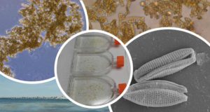 ¿Qué aplicaciones tienen las microalgas producidas en el Mar Menor?