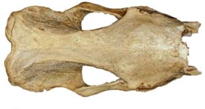 Unos fósiles de rinoceronte que permiten entender cómo se formó el desierto del Sahara