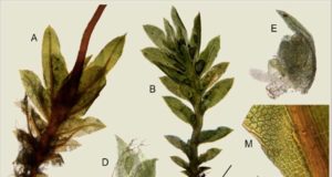 La UMU describe tres nuevas especies de plantas desconocidas para la ciencia