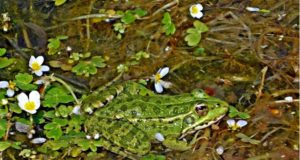 Las ranas de hace 1,5 millones de años se hacía más grandes con climas adversos