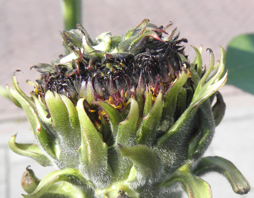 La resistencia genética es la mejor herramienta para combatir la enfermedad del  mildiu del girasol - Nova Ciencia