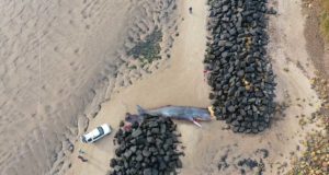 Investigadores defienden no retirar los cadáveres de cetáceos de la costa