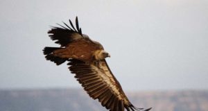Las dehesas ibéricas, claves en la conservación de las grandes aves carroñeras del sur de Europa