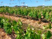 El IMIDA de Murcia se ofrece a la Organización Internacional de la Viña y el Vino para abrir nuevas vías de colaboración científica