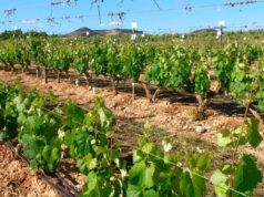 El IMIDA de Murcia se ofrece a la Organización Internacional de la Viña y el Vino para abrir nuevas vías de colaboración científica