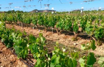 El IMIDA de Murcia se ofrece a la Organización Internacional de la Viña y el Vino para abrir nuevas vías de colaboración científica