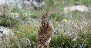 “Dramático descenso” de las aves esteparias por la disminución de la ganadería ovina