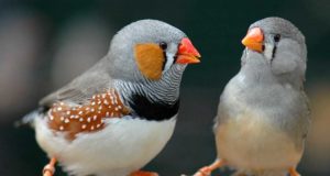 Nuevos datos para entender el cromosoma exclusivo de los pájaros cantores